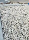 三亚天然鹅卵石/变压器鹅卵石滤料一吨价格图片3