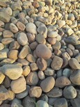 怒江园林绿化鹅卵石/水处理鹅卵石滤料用途图片3