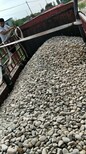 湘潭电厂鹅卵石/变压器鹅卵石滤料省市县级加盟商图片0