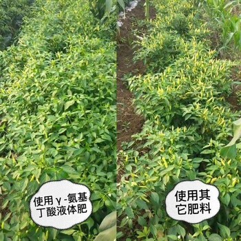 魯抗高蛋白有機肥