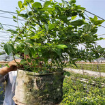 爱科蓝莓脱毒天后蓝莓苗,北京爱科蓝莓天后蓝莓苗款式新颖图片3