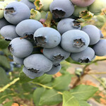 爱科蓝莓营养钵蓝莓苗,新乡爱科蓝莓蓝莓苗规格齐全