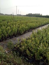 爱科蓝莓脱毒天后蓝莓苗,上饶爱科蓝莓天后蓝莓苗规格齐全图片