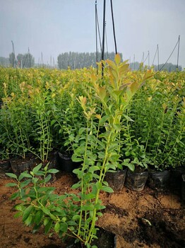 南京愛科藍(lán)莓綠寶石藍(lán)莓苗經(jīng)久耐用,組培綠寶石藍(lán)莓苗