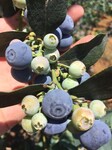 爱科蓝莓营养钵蓝莓苗,郴州爱科蓝莓蓝莓苗款式新颖