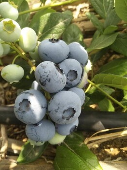 爱科蓝莓营养钵蓝莓苗,新余爱科蓝莓蓝莓苗
