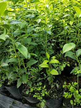 郴州愛(ài)科藍(lán)莓綠寶石藍(lán)莓苗款式