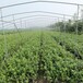 愛科藍莓三年生德雷柏藍莓苗,北京德雷柏藍莓苗現挖現賣