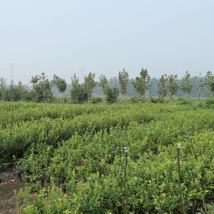 辽宁茶花蓝莓苗育苗基地茶花蓝莓苗几月种植