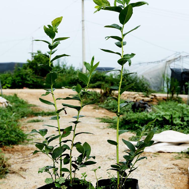 辽宁茶花蓝莓苗育苗基地茶花蓝莓苗几月种植