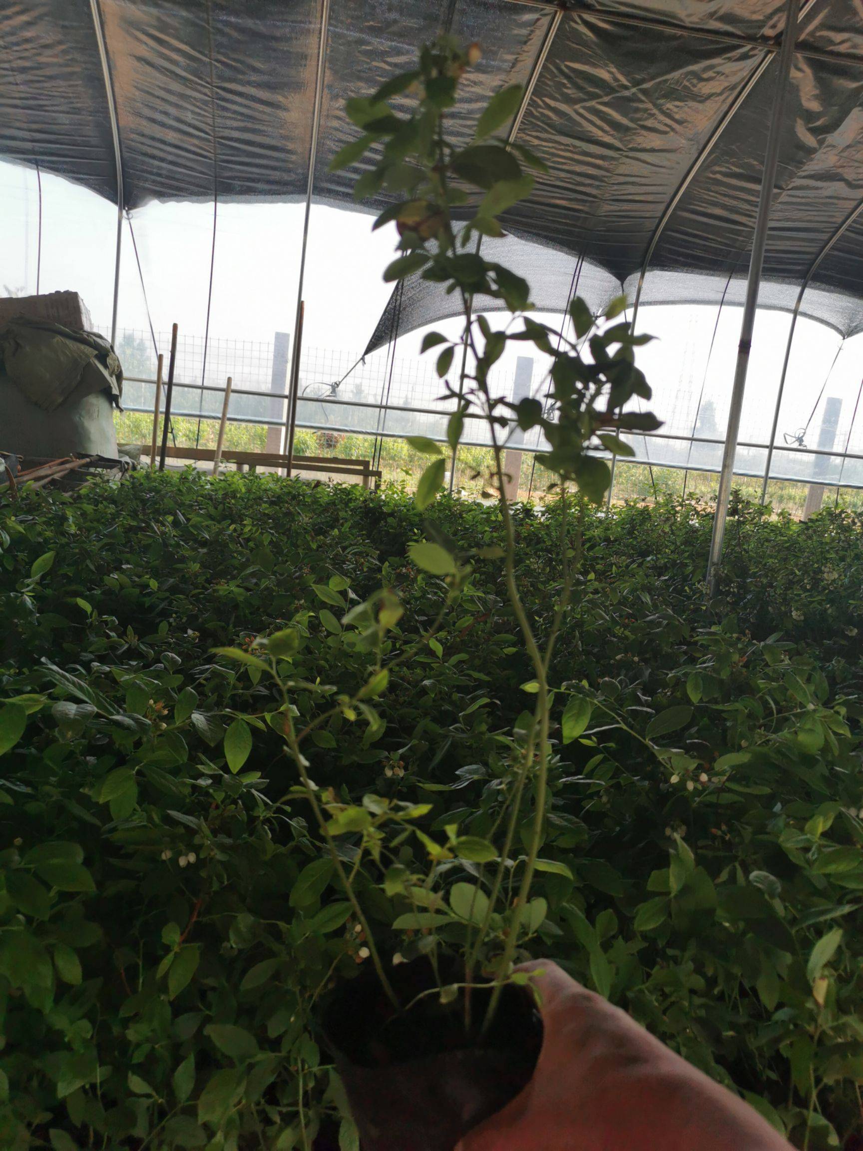 极早熟茶花蓝莓苗果实口感茶花蓝莓栽培种植