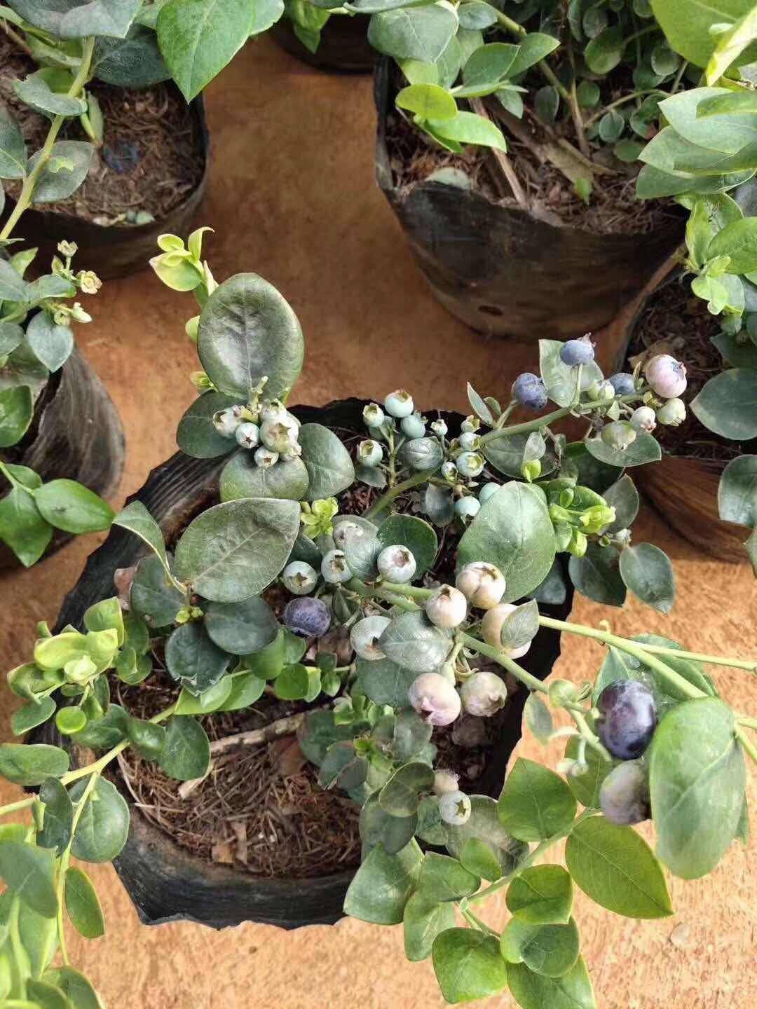 山东茶花蓝莓苗产品介绍茶花蓝莓苗露天种植技术