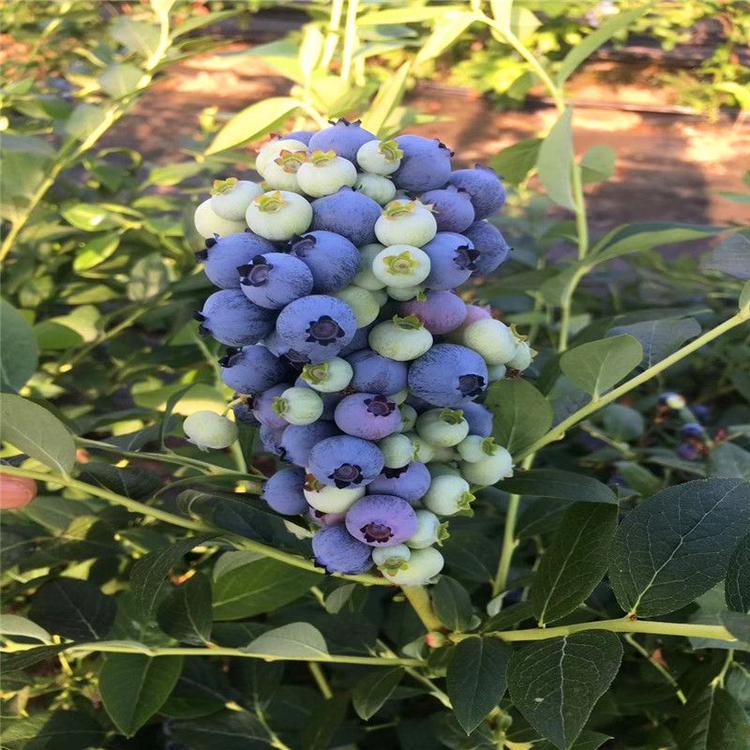 辽宁茶花蓝莓苗育苗基地茶花蓝莓苗几月种植