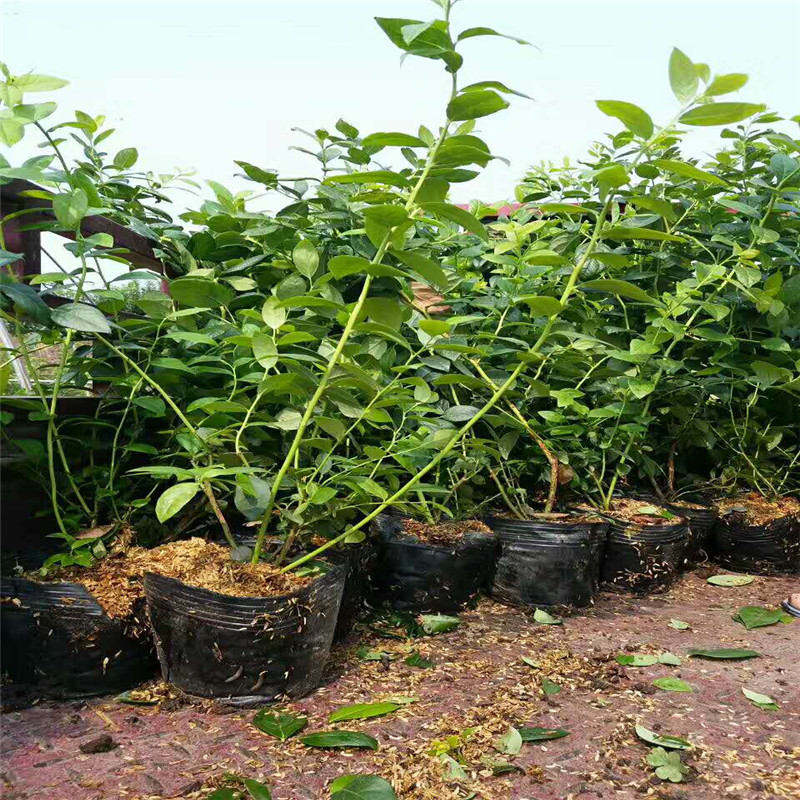 极早熟茶花蓝莓苗果实口感茶花蓝莓栽培种植