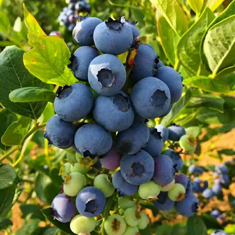 辽宁茶花蓝莓苗育苗基地茶花蓝莓苗几月种植