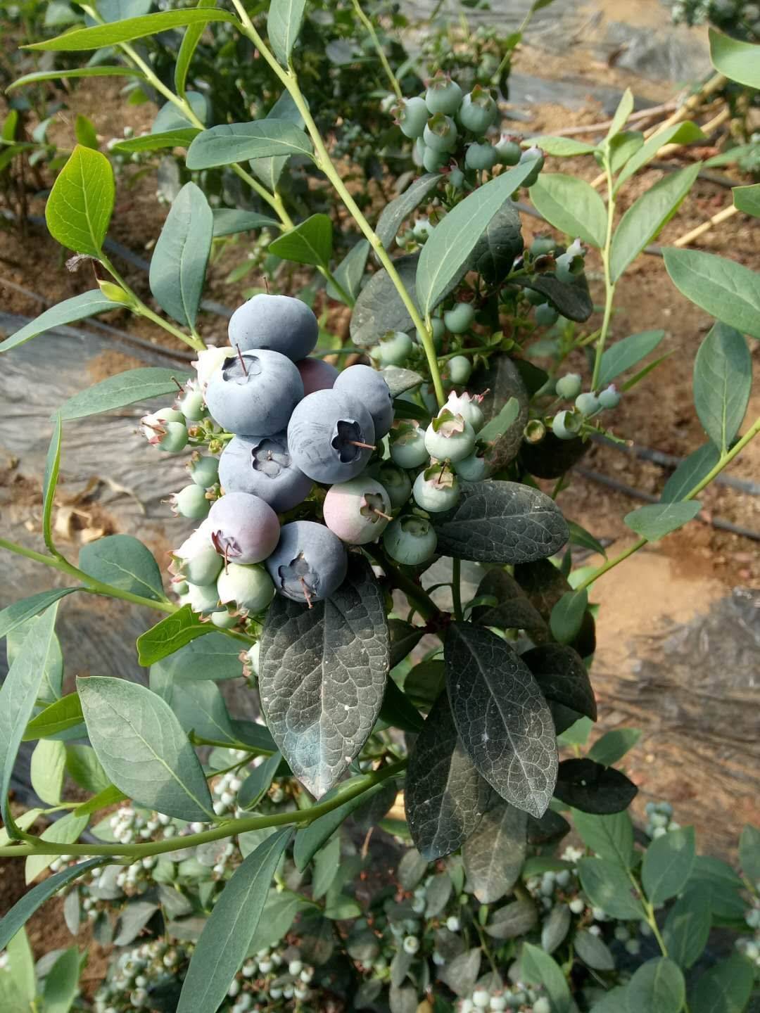 山东茶花蓝莓苗产品介绍茶花蓝莓苗露天种植技术
