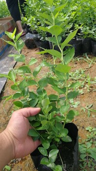 臺灣德雷柏藍(lán)莓苗質(zhì)量可靠