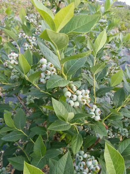 辽宁茶花蓝莓苗育苗基地茶花蓝莓苗几月种植