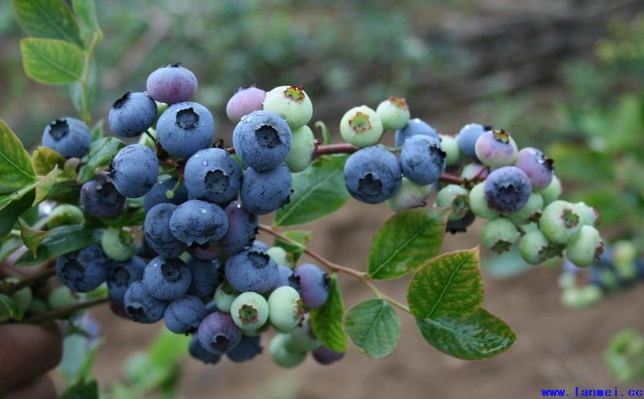 苏斯蓝蓝莓树苗真实报价苗木粗壮的苏斯蓝蓝莓苗