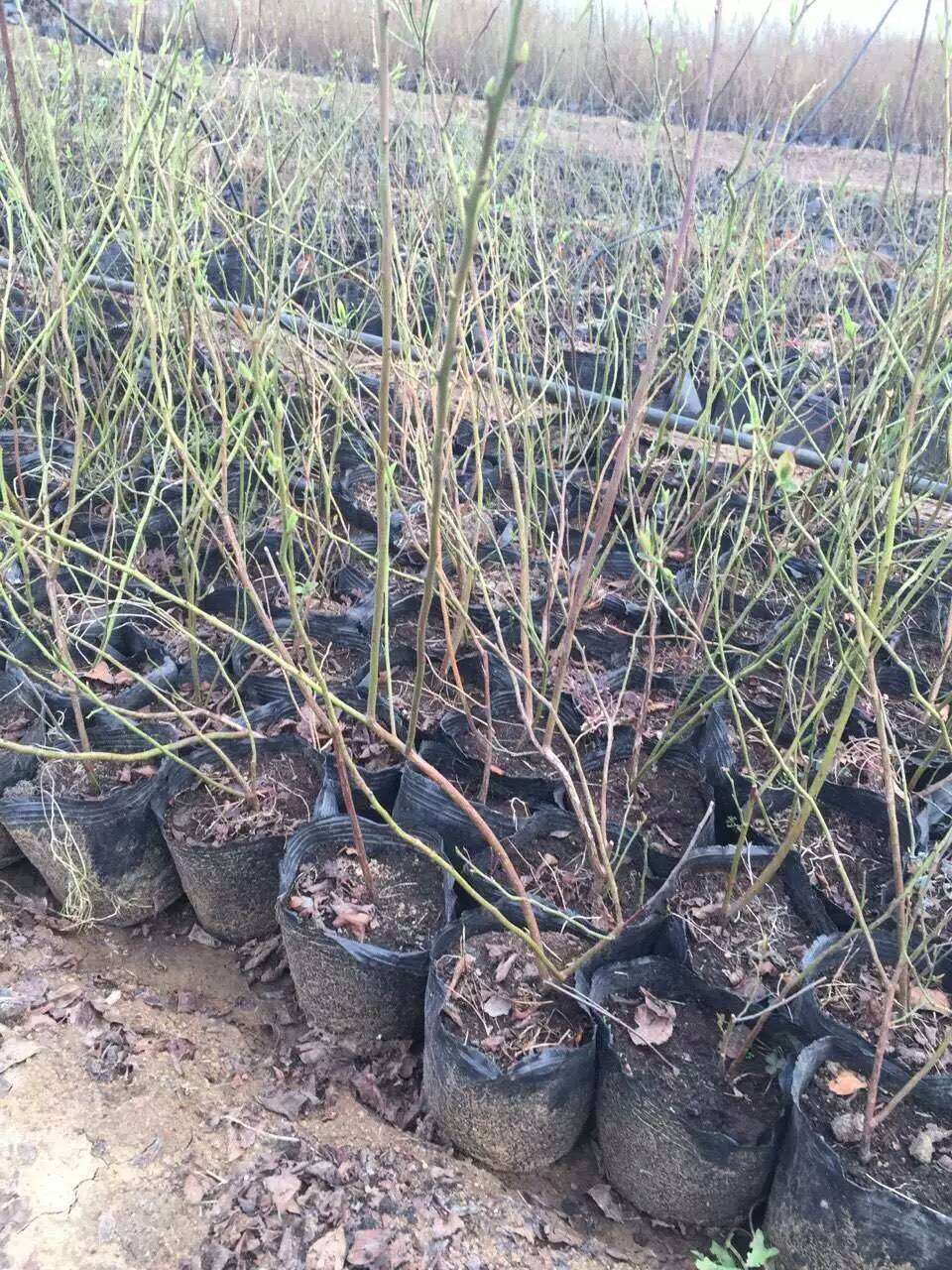 營(yíng)養缽蘇斯藍藍莓苗產(chǎn)品介紹蘇斯藍藍莓苗栽培地區