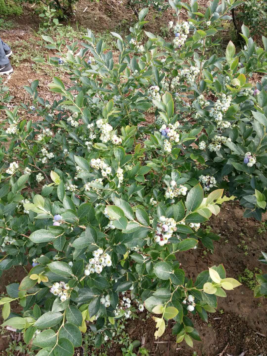 苏斯蓝蓝莓树苗栽培技术苏斯蓝蓝莓苗适应的土壤