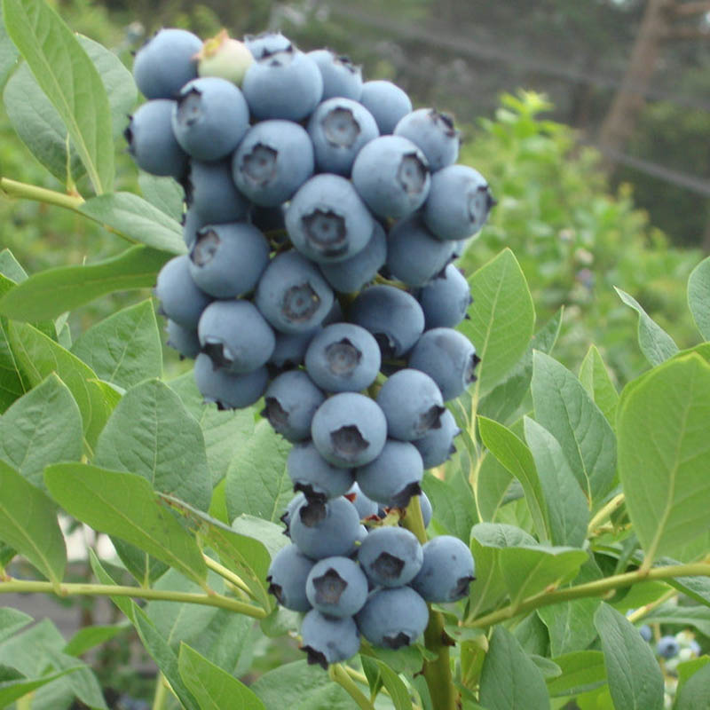 蘇斯藍藍莓樹苗品種介紹蘇斯藍藍莓樹苗基地