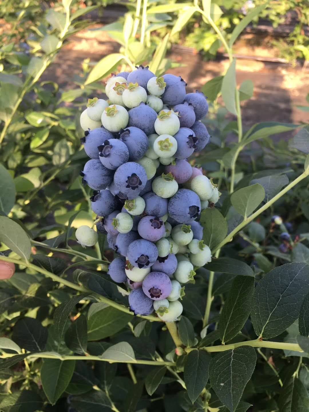 苏斯蓝蓝莓树苗栽培技术苏斯蓝蓝莓苗适应的土壤