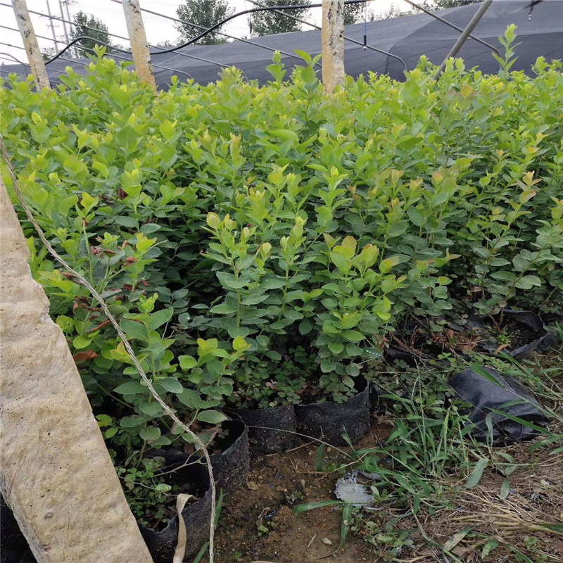 組培蘇斯藍藍莓苗真實報價苗木粗壯的蘇斯藍藍莓苗