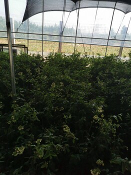 洛阳莱克西蓝莓苗,三年生莱克西蓝莓苗
