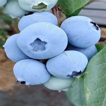 苏斯蓝蓝莓树苗栽培技术苏斯蓝蓝莓苗适应的土壤