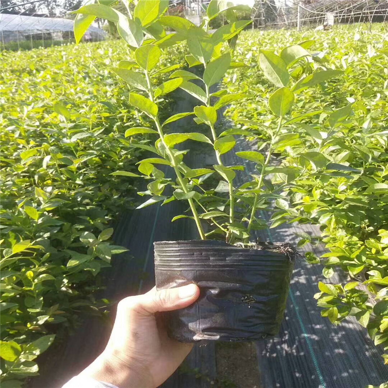蘇斯藍藍莓樹苗品種介紹蘇斯藍藍莓樹苗基地