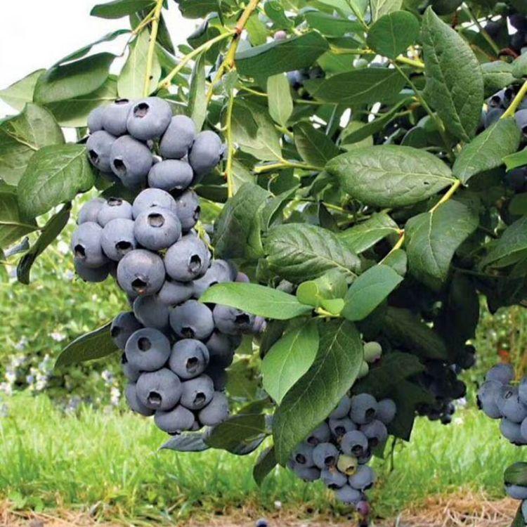苏斯蓝蓝莓树苗品种介绍苏斯蓝蓝莓树苗基地