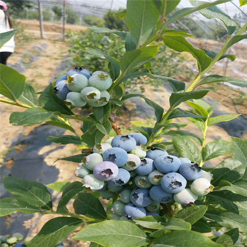 苏斯蓝蓝莓树苗真实报价苗木粗壮的苏斯蓝蓝莓苗