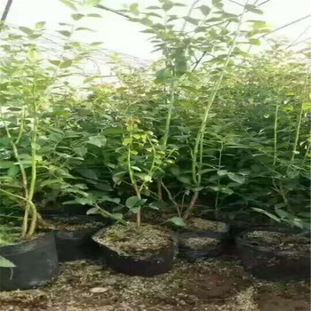 新品种蓝金蓝莓小苗适应海拔高度,组培大果蓝金蓝莓苗