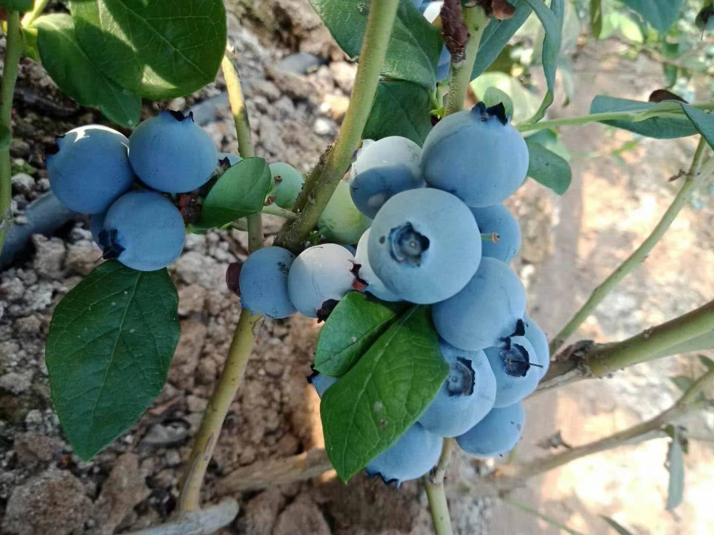 苏斯蓝蓝莓树苗品种介绍苏斯蓝蓝莓树苗基地