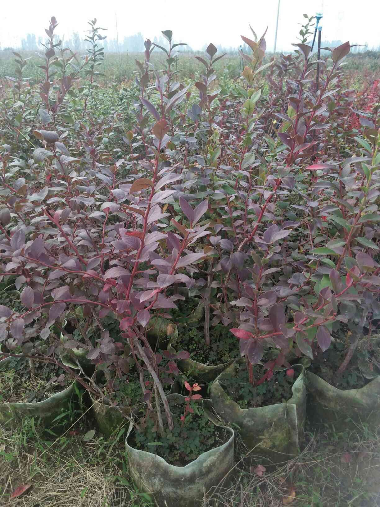 蘇斯藍藍莓樹苗產(chǎn)品介紹蘇斯藍藍莓幾月成熟