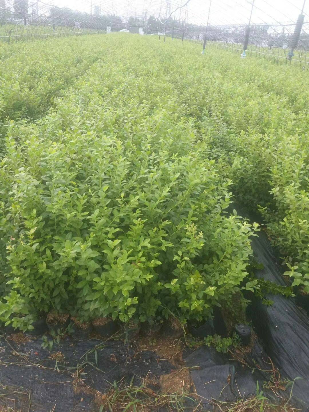 蘇斯藍藍莓樹苗產(chǎn)品介紹蘇斯藍藍莓幾月成熟