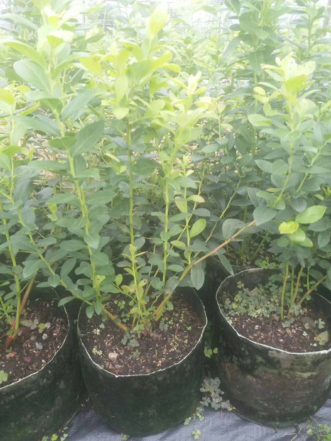 蘇斯藍藍莓樹苗產(chǎn)品介紹蘇斯藍藍莓幾月成熟