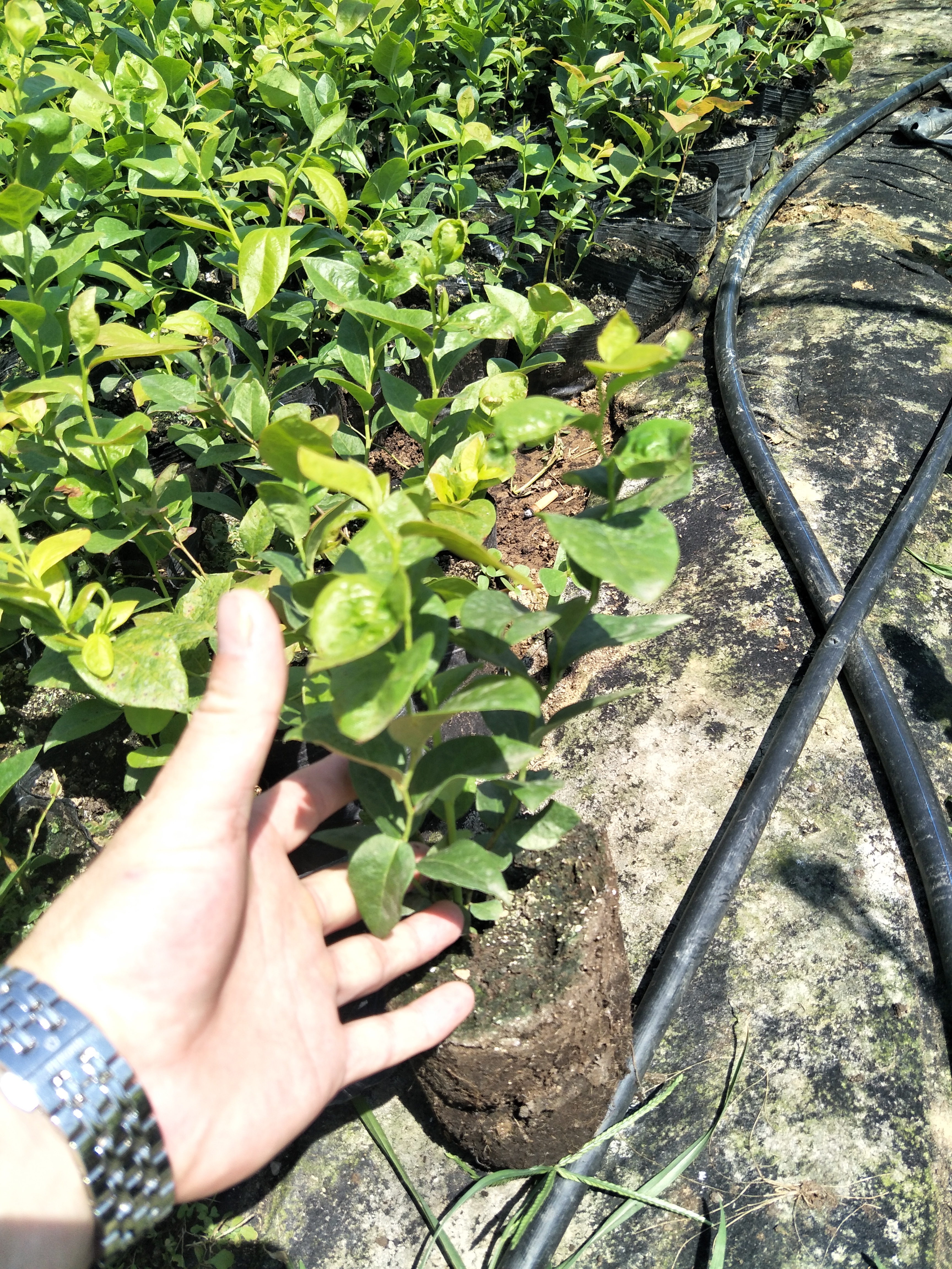組培蘇斯藍藍莓苗真實報價苗木粗壯的蘇斯藍藍莓苗