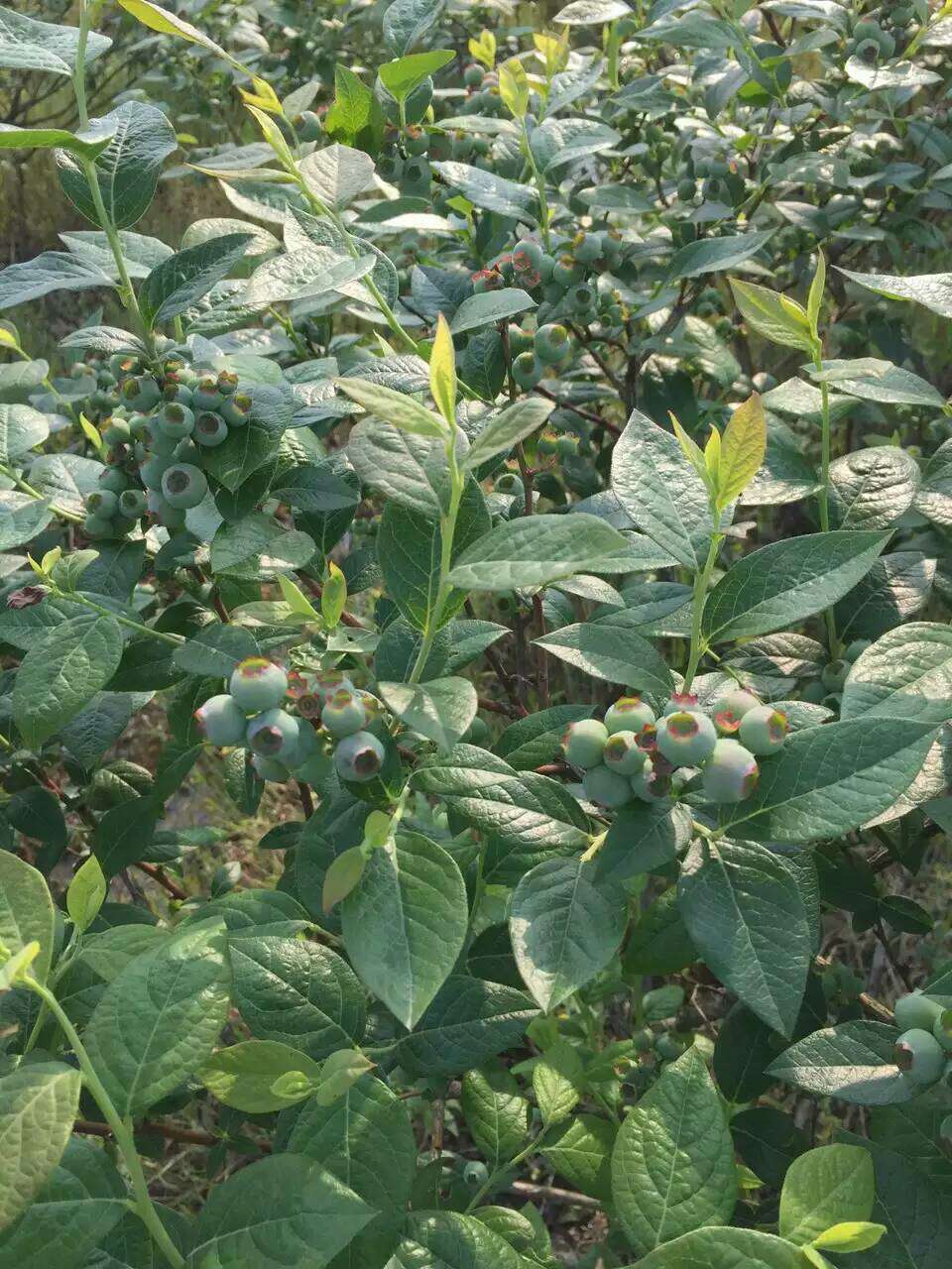 脱毒苏斯蓝蓝莓苗真实报价苗木粗壮的苏斯蓝蓝莓苗