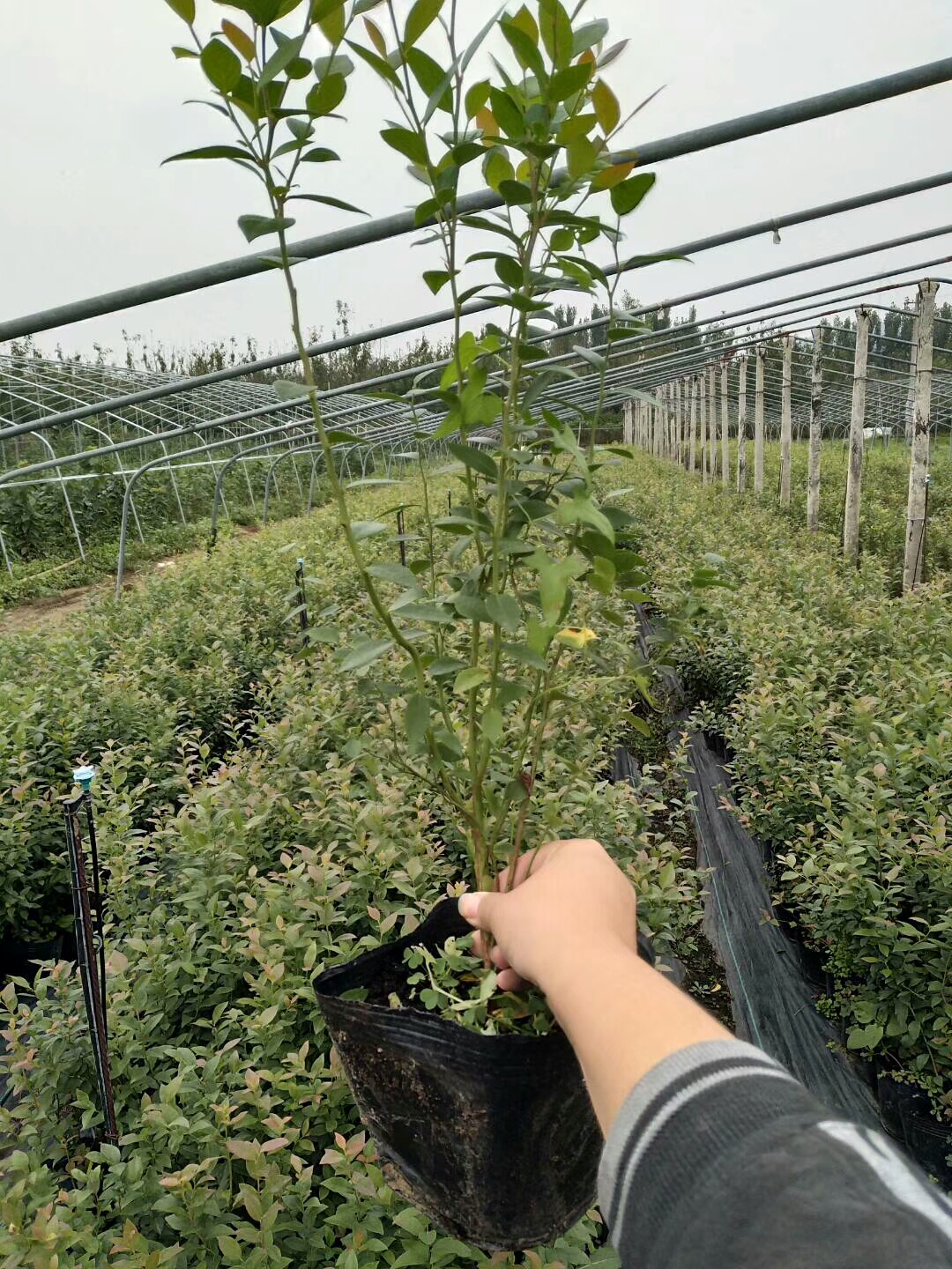 苏斯蓝蓝莓树苗品种介绍苏斯蓝蓝莓树苗基地