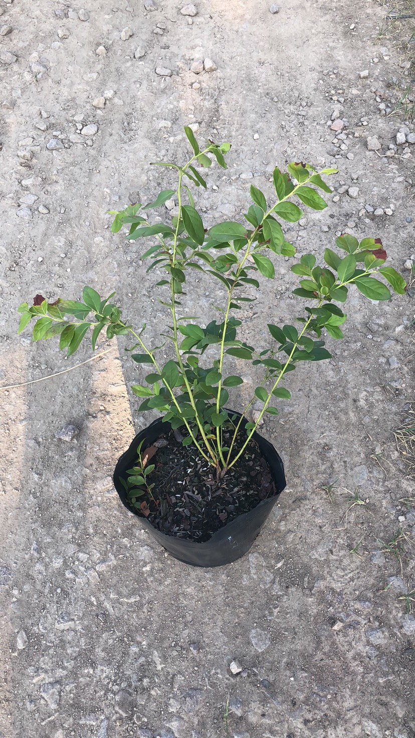 極早熟蘇斯藍(lán)藍(lán)莓苗品種介紹蘇斯藍(lán)藍(lán)莓苗種植季節(jié)