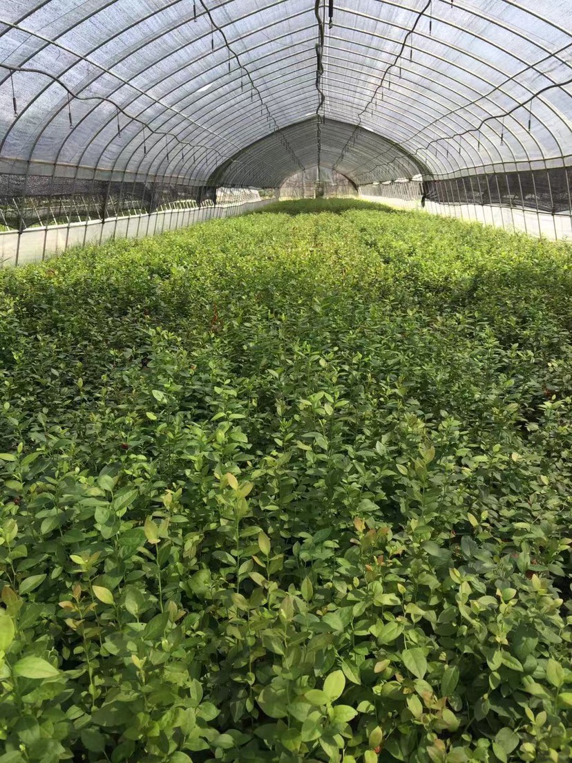 蘇斯藍藍莓樹苗產(chǎn)品介紹蘇斯藍藍莓幾月成熟