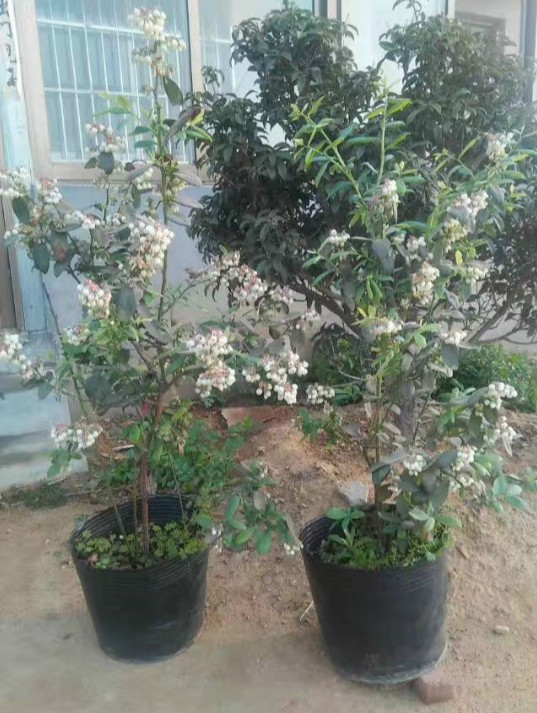 蘇斯藍藍莓樹苗品種詳情介紹蘇斯藍藍莓苗種植季節(jié)