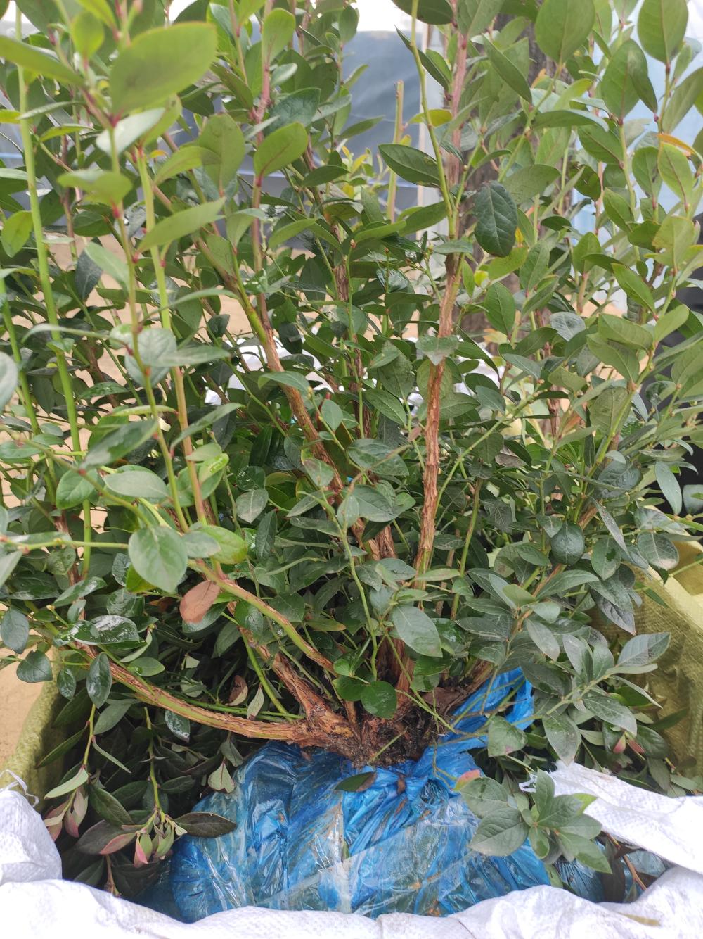 蘇斯藍(lán)藍(lán)莓樹苗產(chǎn)品介紹蘇斯藍(lán)藍(lán)莓成熟時(shí)間