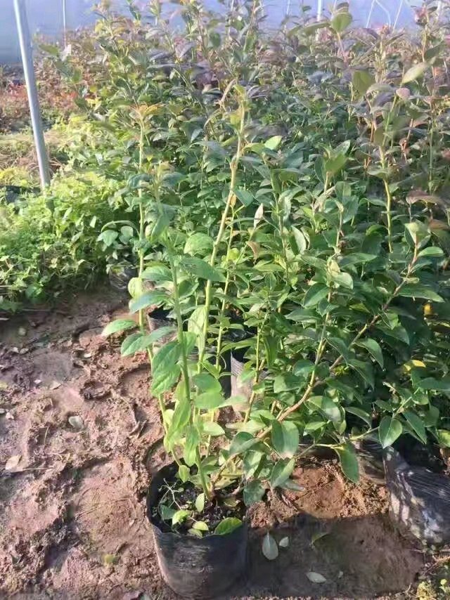 蘇斯藍藍莓樹苗產(chǎn)品介紹蘇斯藍藍莓幾月成熟