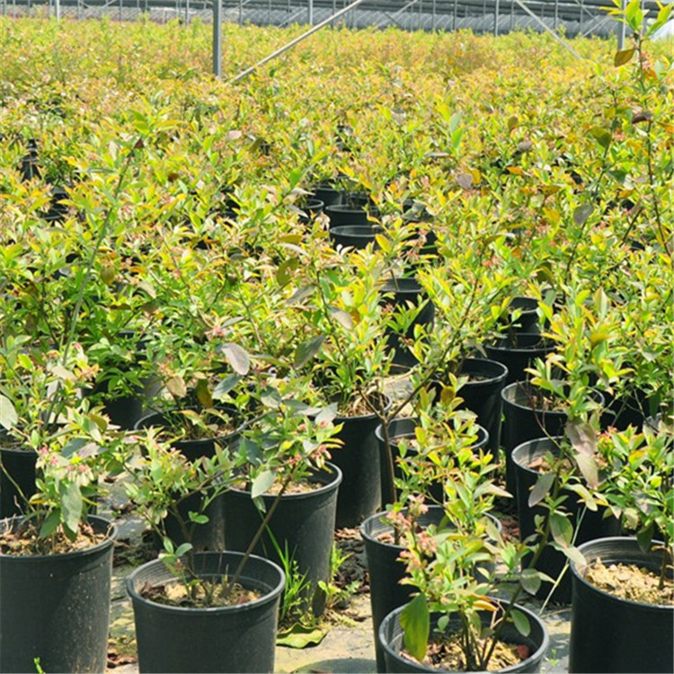 瑞卡藍莓苗適應地區(qū)瑞卡藍莓苗價格優(yōu)惠