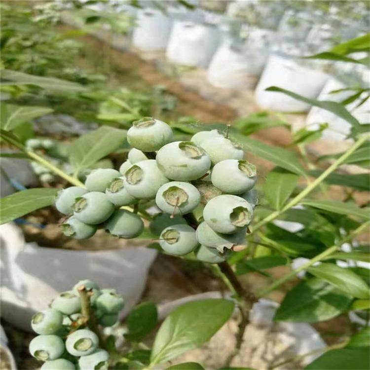 瑞卡藍(lán)莓苗適應(yīng)地區(qū)瑞卡藍(lán)莓苗種植距離