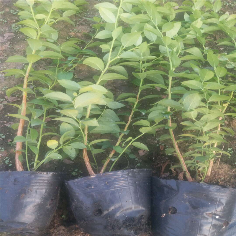 瑞卡藍(lán)莓苗適應(yīng)地區(qū)瑞卡藍(lán)莓苗種植距離
