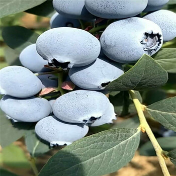 山東瑞卡藍莓苗根系發(fā)達瑞卡藍莓樹苗抗寒能力